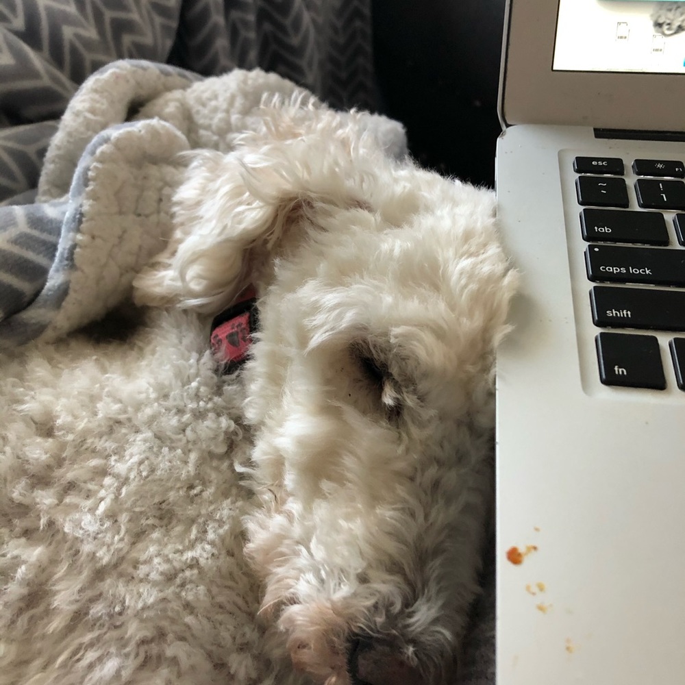 Meet your Posher, Ella